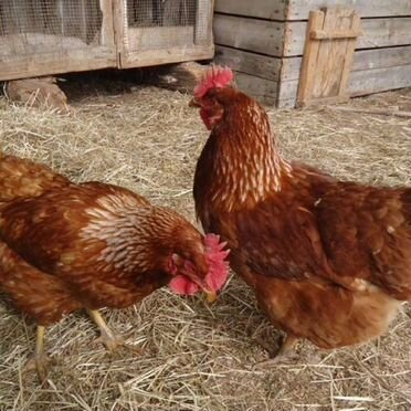 Несушки доставка бесплатная