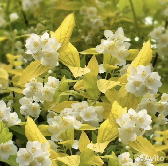 Многолетники для сада