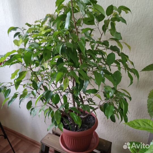 Фикус бенджамина комнатные цветы