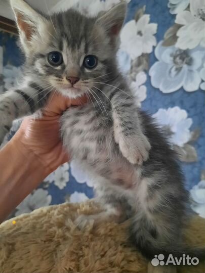 Котята бесплатно в добрые руки