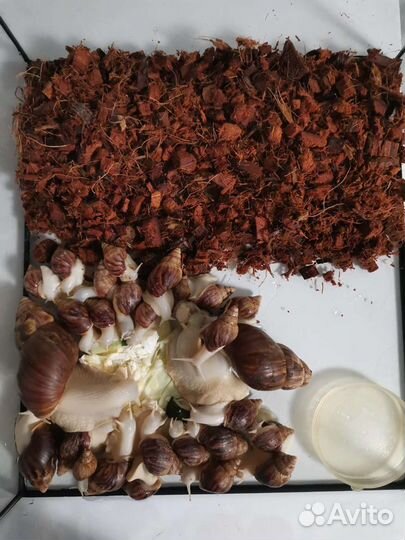 Улитка Ахатина