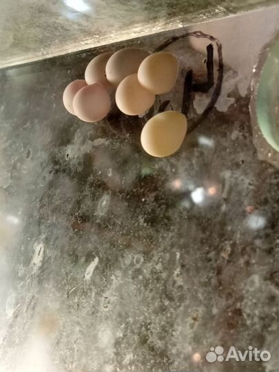 Фруктоядные гекконы (Lepidodactylus lugubris)