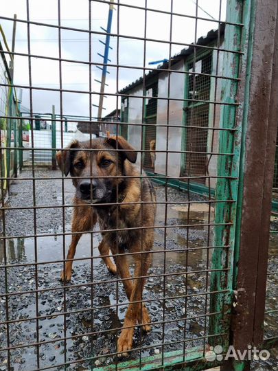 Дружок ищет семью