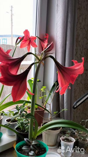 Цветок Гиппеаструм