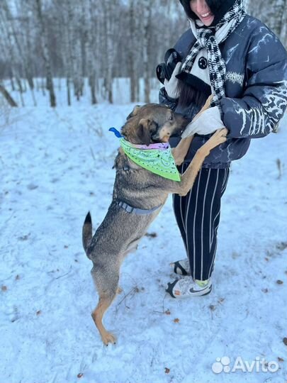 Умный добрый квартирный пес ищет дом