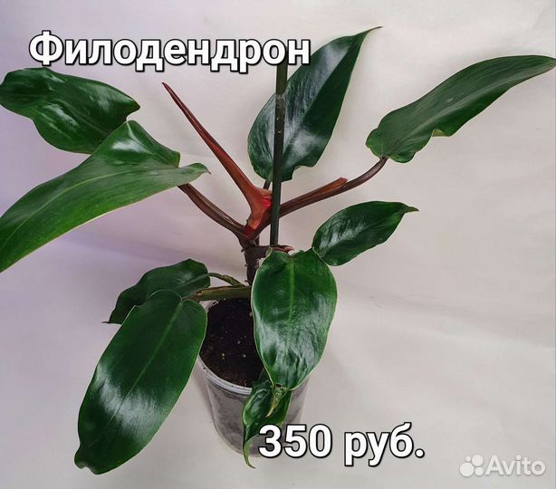 Комнатные растения Рео Монстера Коллизия Филодендр