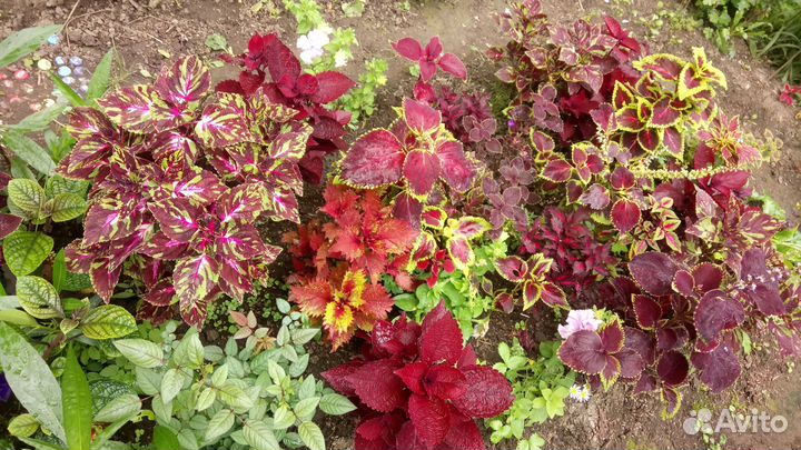 Колеусы, радисканция, Хойя цветущая лиана