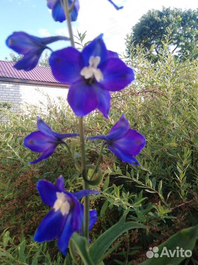 Цветы для сада