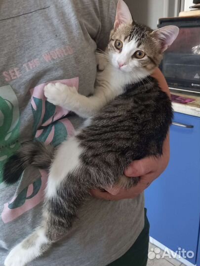 Кошка Пумба 4.5 мес. (стерил.)