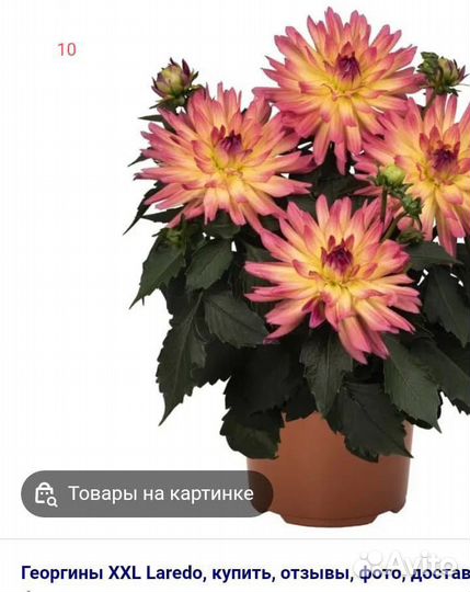 Растения цветы для сада