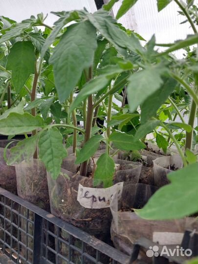 Рассада помидор и огурцов