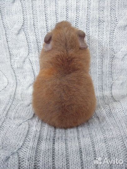 Морская свинка ам. тедди