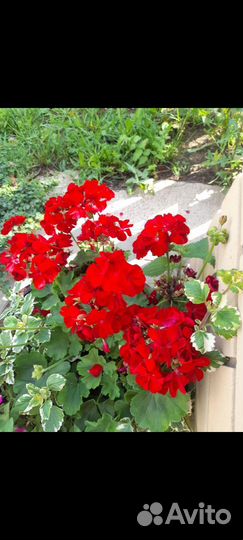 Пеларгония