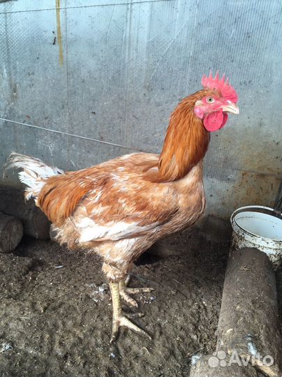 Петух мясо-яйчной породы