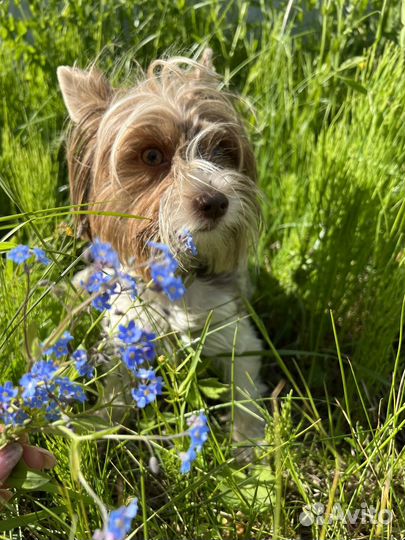 Передержка животных