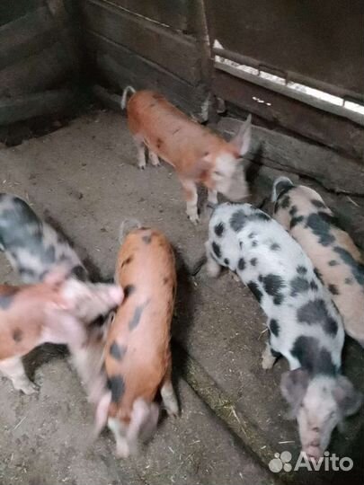 Поросята