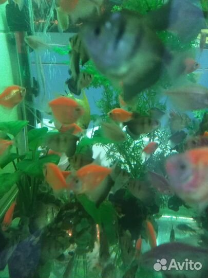 Аквариумные рыбки