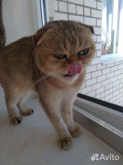 Шотландский вислоухий котик