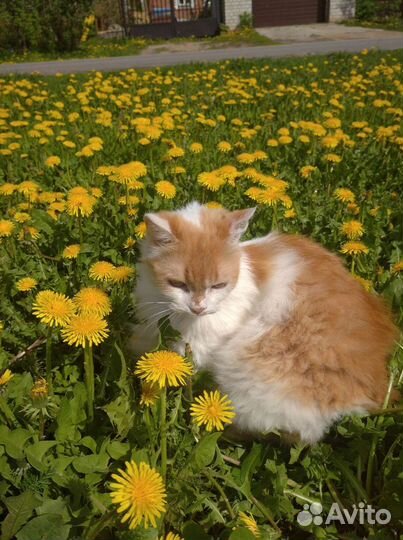 Ищу хозяина для шикарной кошки