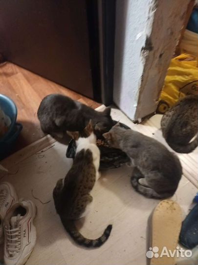 Котята в добрые руки бесплатно