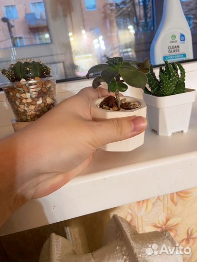 Суккуленты