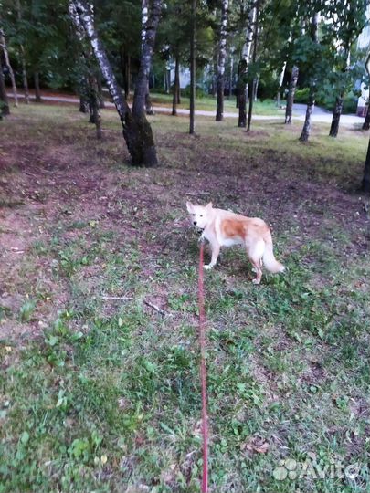 Выгул собак