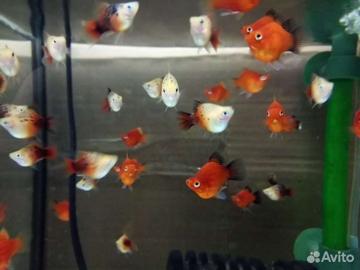 Пецилия дисковая, гуппи