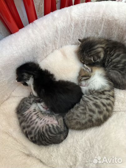 Котята в добрые руки