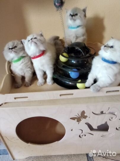 Невские котята
