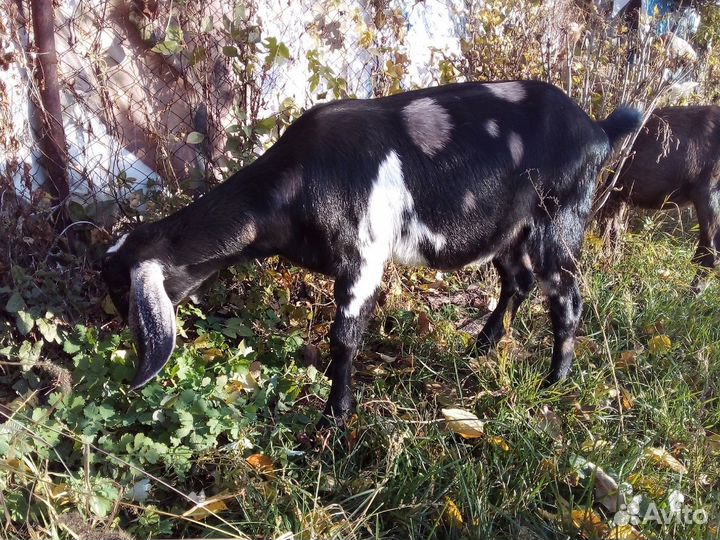 Англо- нубийская коза, 2 года