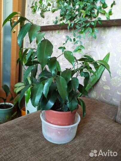 Фикус бенджамина