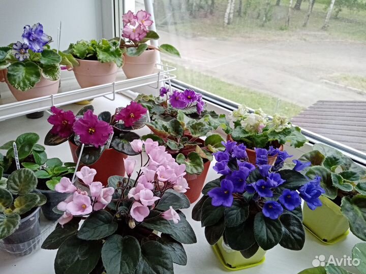 Сортовые фиалки