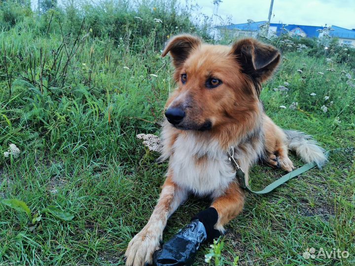 Собака
