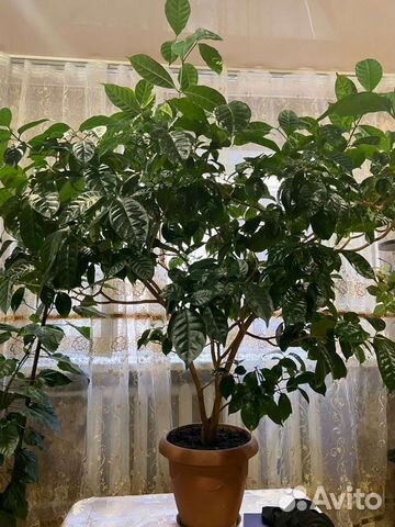 Табернемонтана