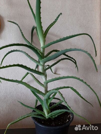 Алоэ лечебный