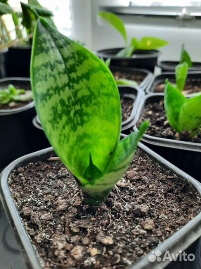 Укорененные детки Сансевиерия Ханни