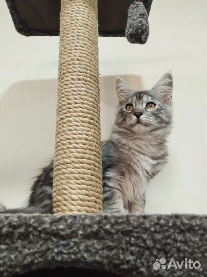 Котята мейн-кун