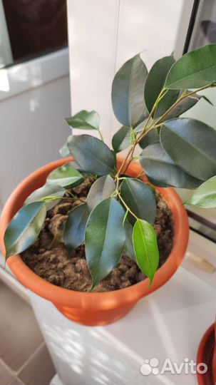 Фикус бенджамина