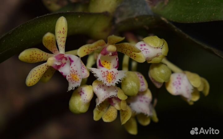 Орхидея. Гастрохилус. Gastrochilus obliquus