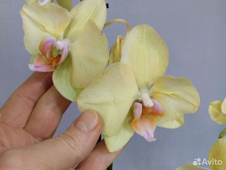 Орхидея фаленопсис бабочка