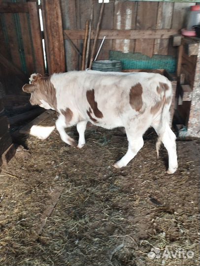 Телка 6месяцев