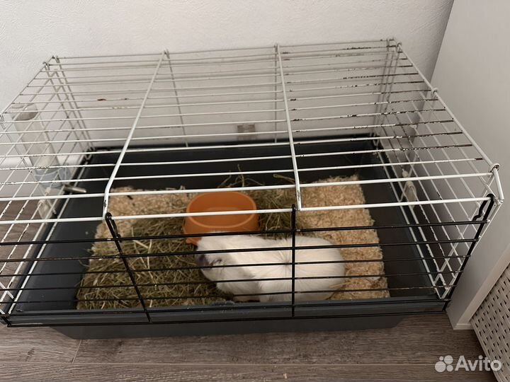 Морская свинка с клеткой