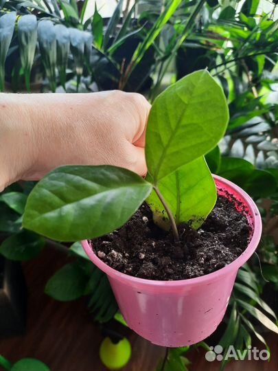 Замиокулькас вариегатный Long leaf limon var