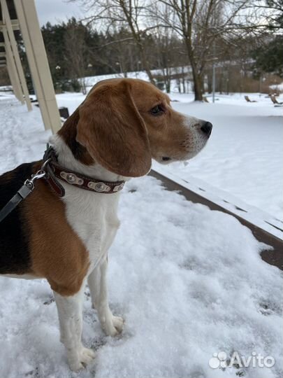 Бигль вязка