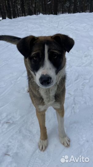 Собака девочка в добрые руки