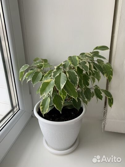 Фикус Бенджамина