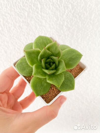 Суккуленты 1