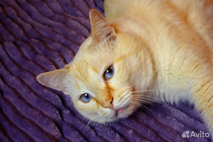 Ласковый таец рэд пойнт Эрик - в добрые руки