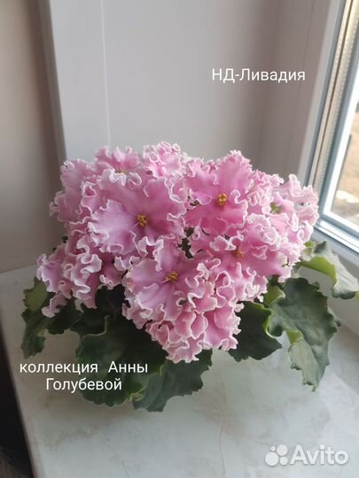 Сортовые фиалки