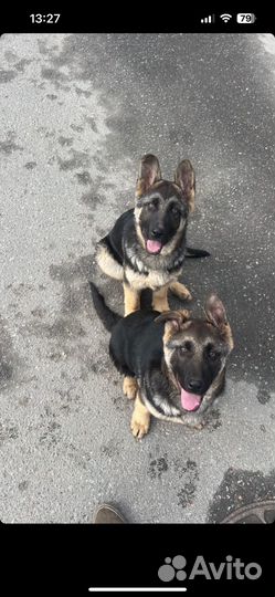 Немецкая овчарка